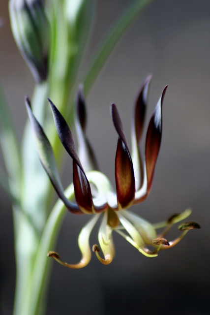 Close-up of a plant in bloom (Habenaria nyikana)